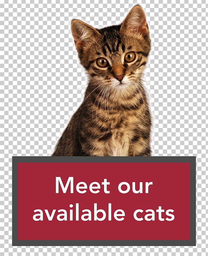 Dragon Li Kitten California Spangled Toyger Ocicat PNG, Clipart, Animals, Animal Shelter, Asian, Carnivoran, Cat Free PNG Download