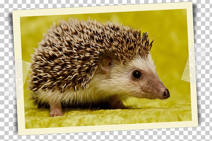 Hedgehog Desktop Cat Animal Tiggywinkles PNG, Clipart, Animal, Animals, Caracal, Carpet, Cat Free PNG Download