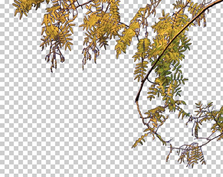 Twig Tree PNG, Clipart, Arc, Arecaceae, Branch, Cari, Digital Image Free PNG Download