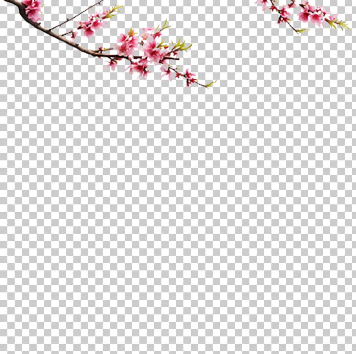 Choya Umeshu Computer Software PNG, Clipart, Adobe Flash, Blog, Blossom, Branch, Bulletin Board System Free PNG Download