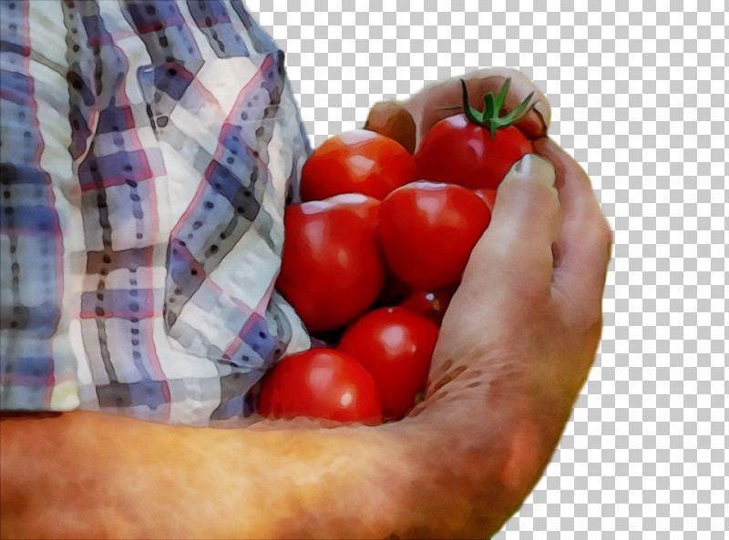 Tomato PNG, Clipart, Cherry Tomatoes, Food, Fruit, Hand, Local Food Free PNG Download