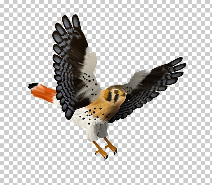 Animation PNG, Clipart, Accipitriformes, Animal, Animation, Beak, Bird Free PNG Download