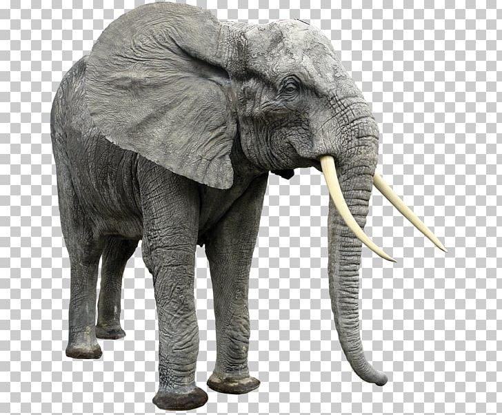 Elephant Scalable Graphics PNG, Clipart, African Forest Elephant, Animal, Animals, Asian Elephant, Computer Icons Free PNG Download