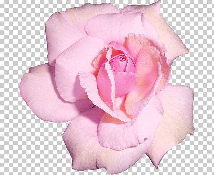 Garden Roses Cabbage Rose Flower Floribunda PNG, Clipart, Closeup, Cut Flowers, Floribunda, Flower, Flower Garden Free PNG Download