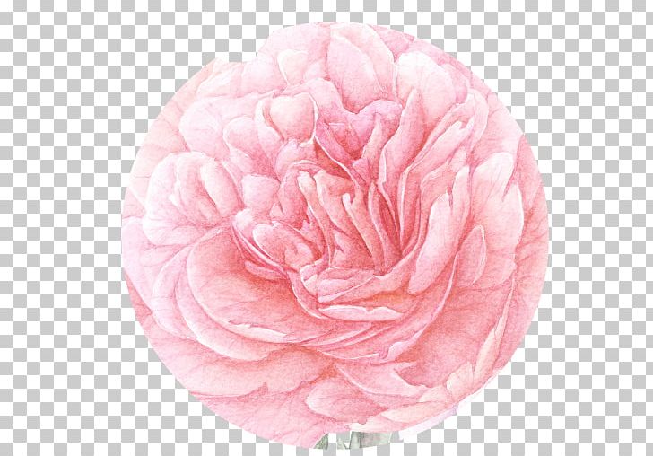 Garden Roses Cabbage Rose Peony Cut Flowers Petal PNG, Clipart, Camellia, Cut Flowers, Flower, Flowering Plant, Garden Free PNG Download