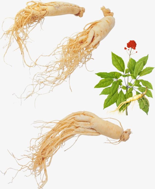 Ginseng PNG, Clipart, Art, Art Of Healing, Chinese, Chinese Herbal Medicine, Flower Free PNG Download
