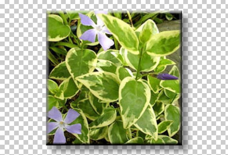 Greater Periwinkle Myrtle Groundcover Evergreen Chameleon Plant PNG, Clipart, Chameleon Plant, Evergreen, Flora, Flower, Garden Free PNG Download