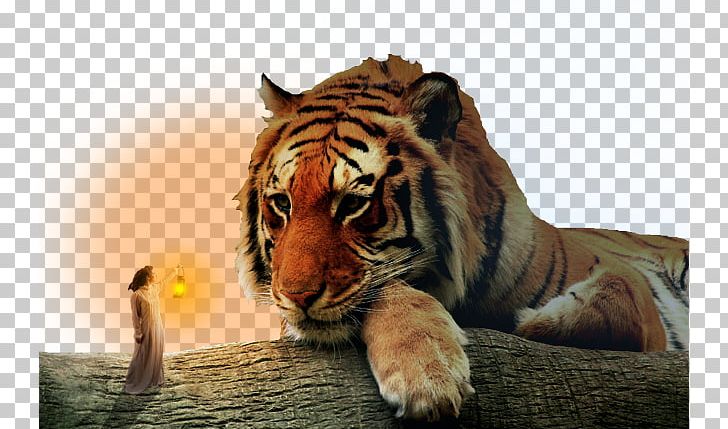 Tiger Beast Ningbo Youngor Zoo PNG, Clipart, Bea, Beast, Beautiful, Beautiful Girl, Beauty Free PNG Download