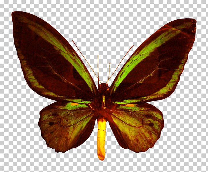 Butterfly Lycaenidae Euclidean PNG, Clipart, Arthropod, Beautiful Butterfly, Beautiful Girl, Beauty, Beauty Salon Free PNG Download