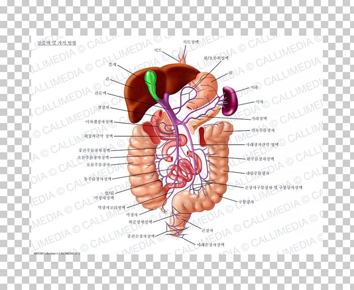 Portal Vein Hepatic Veins Hepatic Portal System Inferior Vena Cava PNG, Clipart, Anatomy, Anterior Cardinal Vein, Ear, Finger, Hand Free PNG Download