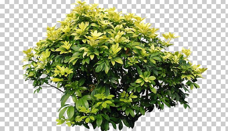 Shrub Acer Ginnala Bougainvillea Glabra Plant Tree PNG, Clipart,  Free PNG Download