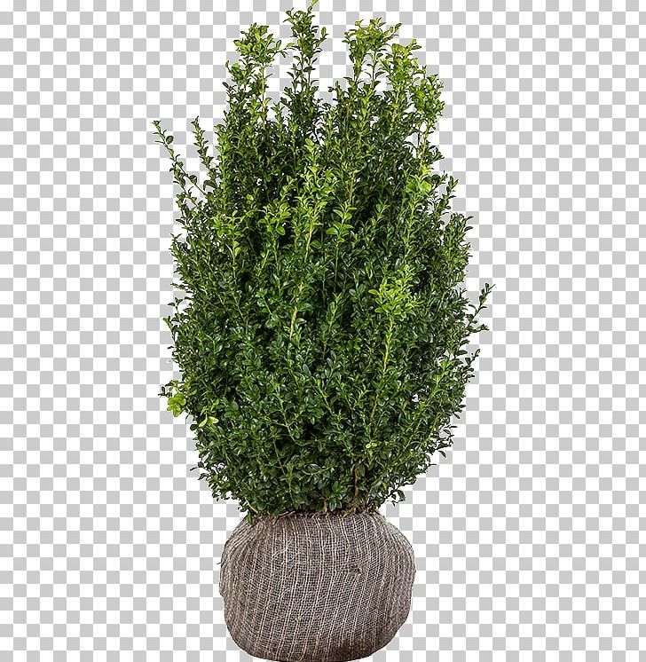 Tuincentrum Maréchal Shrub Box English Yew Garden PNG, Clipart, Box, Cloud, Cypress Family, English Yew, Evergreen Free PNG Download