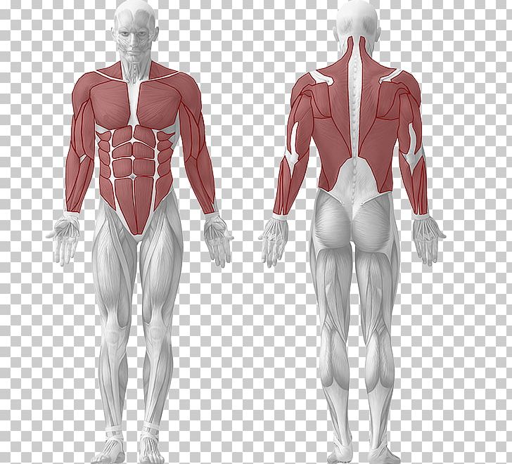 Human Body Muscle Muscular System Human Anatomy PNG, Clipart, Abdomen, Anatomy, Arm, Blood Vessel, Bone Free PNG Download