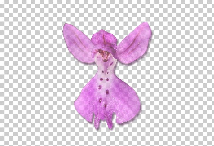 Moth Orchids Pink M Stuffed Animals & Cuddly Toys PNG, Clipart, Flower, Flowering Plant, Lilac, Magenta, Moth Orchid Free PNG Download