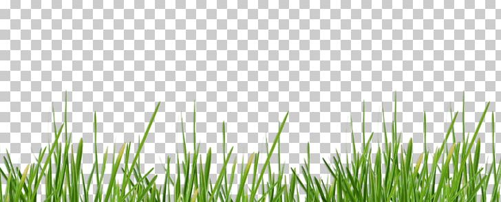 Lawn Waukesha Desktop Vetiver Meadow PNG, Clipart, Chrysopogon, Chrysopogon Zizanioides, Computer, Computer Wallpaper, Desktop Wallpaper Free PNG Download