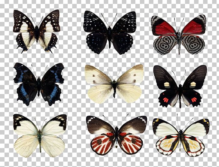 Monarch Butterfly Insect Swallowtail Butterfly PNG, Clipart, Antenna, Arthropod, Brush Footed Butterfly, Butterflies And Moths, Butterfly Free PNG Download