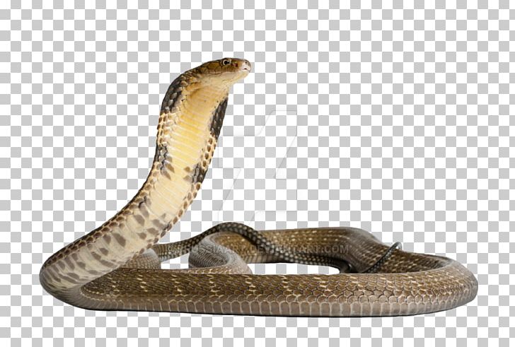 Venomous Snake Gaboon Viper King Cobra PNG, Clipart, Anaconda, Animals, Boa Constrictor, Cobra, Coral Snake Free PNG Download