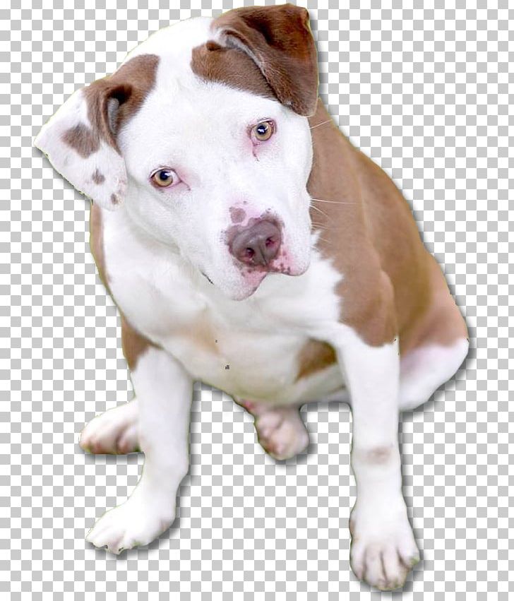 Dog Breed American Pit Bull Terrier American Bulldog Puppy PNG, Clipart, American Bulldog, American Pit Bull Terrier, Animals, Breed, Bull Free PNG Download