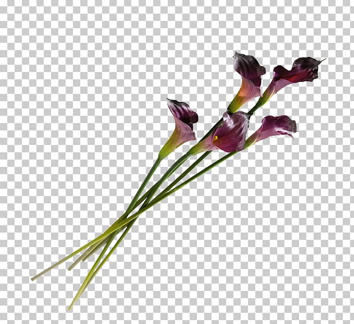 Flower Photography PNG, Clipart, Albom, Blog, Cut Flowers, Flora, Flowering Plant Free PNG Download