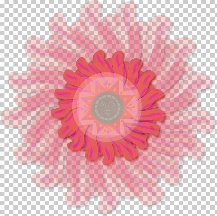 Transvaal Daisy Cut Flowers Pink Garland PNG, Clipart, Carnation, Chrysanthemum, Chrysanths, Common Sunflower, Cut Flowers Free PNG Download