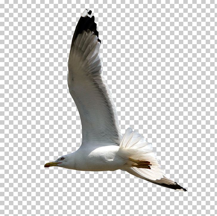 European Herring Gull PNG, Clipart, Animal, Animals, Bird, Charadriiformes, Encapsulated Postscript Free PNG Download