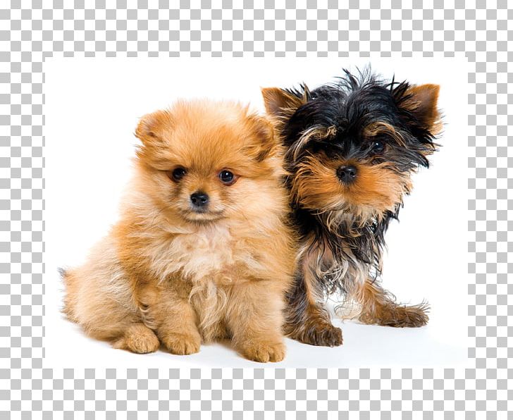 Pomeranian Yorkshire Terrier Puppy Rough Collie Pet PNG, Clipart, Animal, Animals, Breed, Carnivoran, Cat Free PNG Download