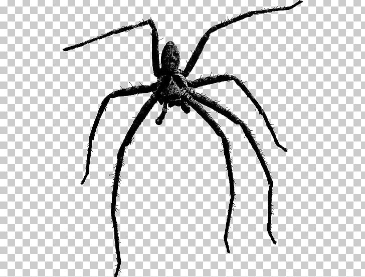 Brown Recluse Spider Portable Network Graphics Spider Bite PNG, Clipart, Arachnid, Araneus, Arthropod, Black And White, Black House Spider Free PNG Download