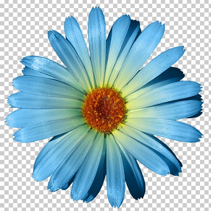 Flower Blue Rose PNG, Clipart, Annual Plant, Aster, Blue, Blue Rose, Calendula Free PNG Download