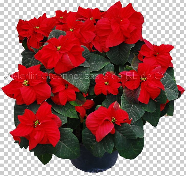 Poinsettia Flowerpot Petal Primrose PNG, Clipart, Annual Plant, Busy Lizzie, Color, Demand, Flower Free PNG Download