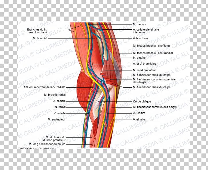 Shoulder Elbow Nerve Blood Vessel Anatomy PNG, Clipart, Abdomen, Anatomy, Angle, Arm, Blood Vessel Free PNG Download