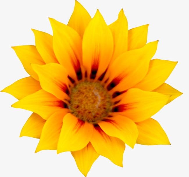 Sunflower PNG, Clipart, Feeling, Feeling The Sun, Flowers, Golden, Golden Yellow Free PNG Download