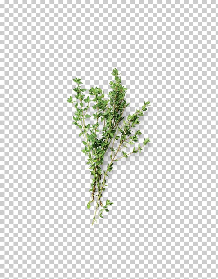 Tree Twig Branch Herb Leaf PNG, Clipart, Branch, Branching, Dry, Herb, Herbalism Free PNG Download