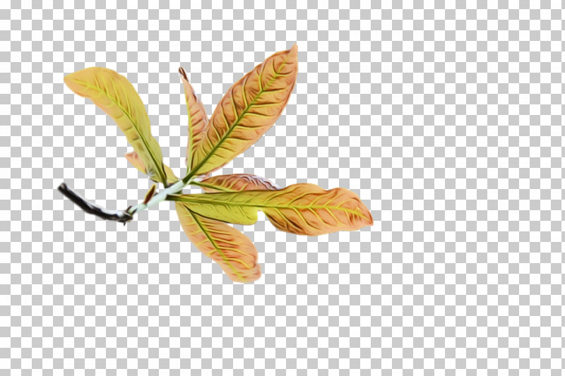 Leaf Tree Twig Plants Science PNG, Clipart, Biology, Leaf, Paint, Plants, Plant Structure Free PNG Download