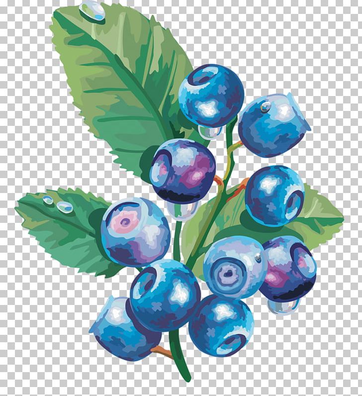 Bilberry Blueberry PNG, Clipart, Berry, Bilberry, Blueberry, Drawing, Flower Free PNG Download