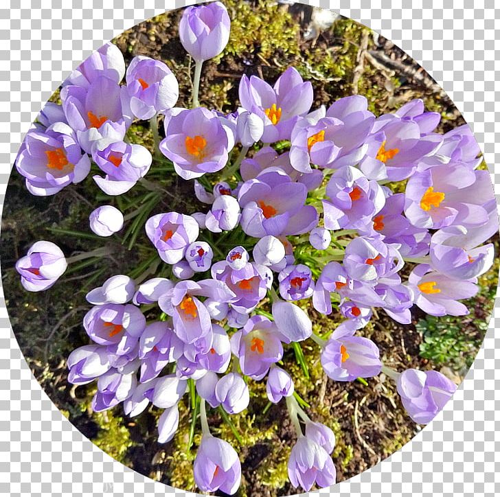 Crocus Violet Wildflower Violaceae PNG, Clipart, Canola Flower, Crocus, Flower, Flowering Plant, Iris Family Free PNG Download