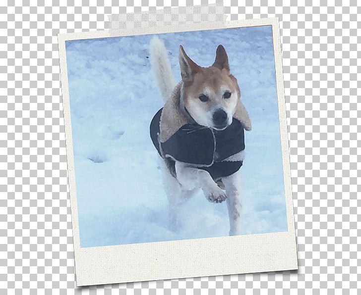 Dog Breed Shikoku Shiba Inu Siberian Husky Snout PNG, Clipart, Animals, Animal Welfare, Breed, Carnivoran, Dog Free PNG Download