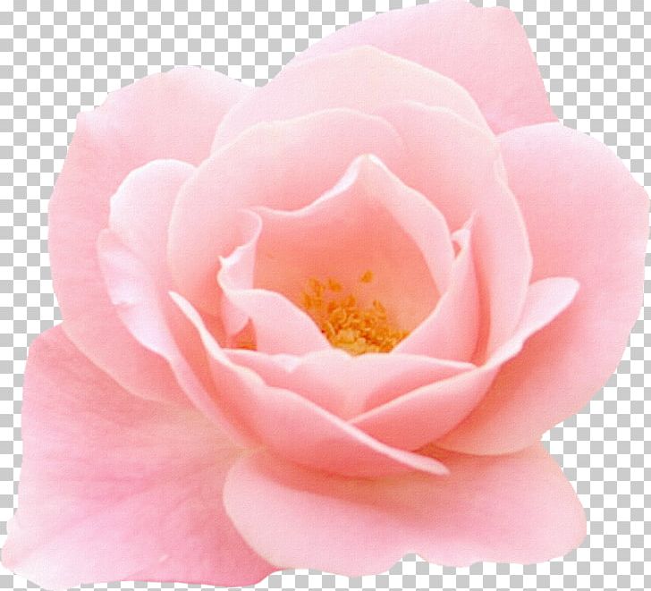 Flower Garden Roses Centifolia Roses Pink PNG, Clipart, Camellia, Centifolia Roses, China Rose, Closeup, Floribunda Free PNG Download