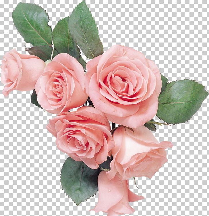 Garden Roses Cut Flowers Still Life: Pink Roses Gift PNG, Clipart, Aroma, Artificial Flower, Centifolia Roses, Cut Flowers, Floral Design Free PNG Download