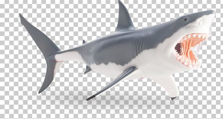 Tiger Shark Great White Shark Shark Anatomy PNG, Clipart, 4 D, Anatomy, Animals, Carcharhiniformes, Carcharodon Free PNG Download