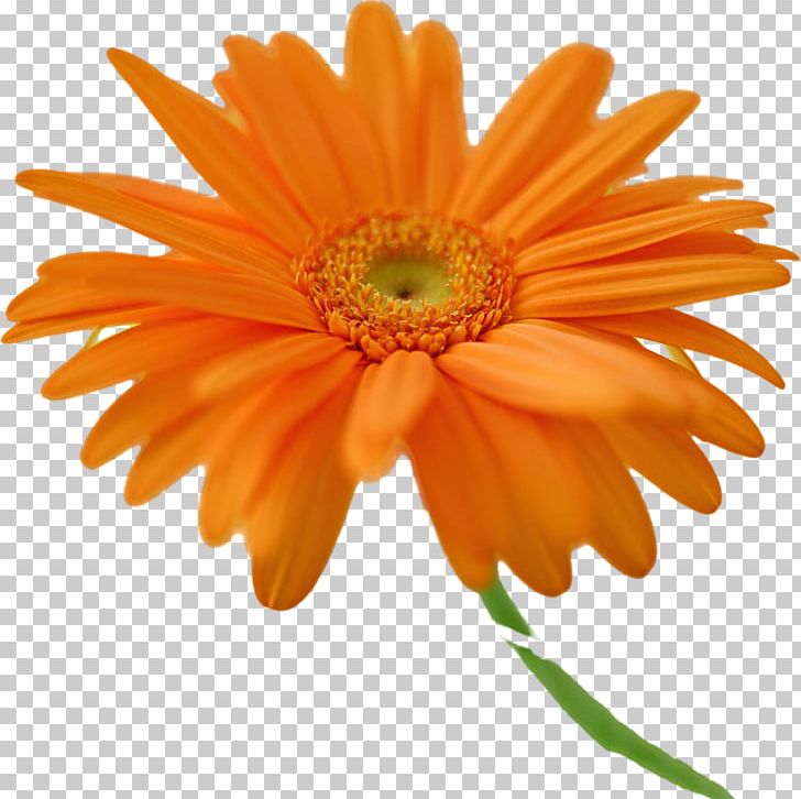 Transvaal Daisy Desktop Orange Flower Common Daisy PNG, Clipart, Chrysanths, Color, Common Daisy, Computer, Cut Flowers Free PNG Download