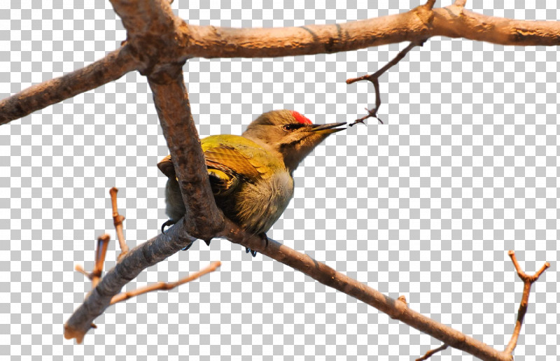 Finches Birds Beak Twig Passerine PNG, Clipart, Beak, Biology, Birds, Finches, Passerine Free PNG Download