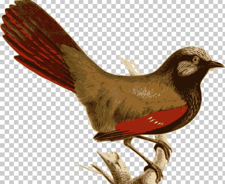 Bird Vertebrate Laughingthrush Feather Garrulax PNG, Clipart, Animal, Animals, Beak, Bird, Bird Feeders Free PNG Download