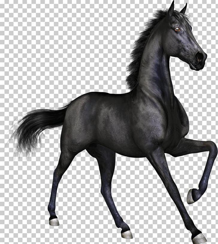Black Race Horse PNG, Clipart, Animals, Horses Free PNG Download