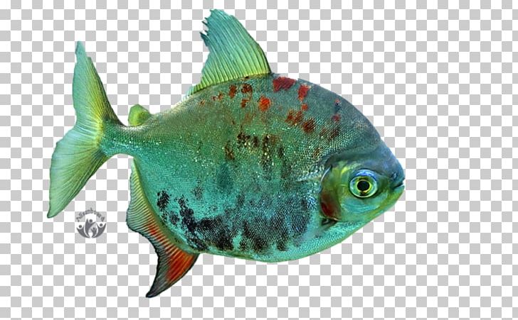 Desktop Freshwater Fish PNG, Clipart, Animal, Animals, Bony Fish, Bony Fishes, Coral Reef Free PNG Download
