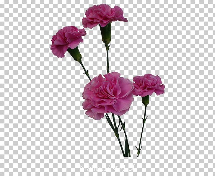 Garden Roses Carnation Centifolia Roses Cut Flowers Floribunda PNG, Clipart, Annual Plant, Artificial Flower, Carnation, Centifolia Roses, Cut Free PNG Download