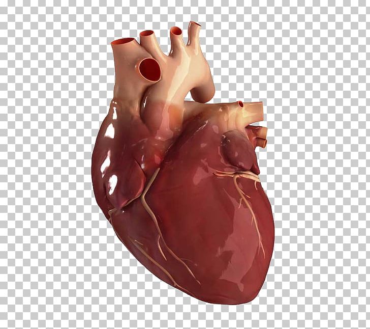 Human Anatomy About Your Heart Stock Photography PNG, Clipart, Anatomy, Circulatory System, Finger, Flesh, Hand Free PNG Download