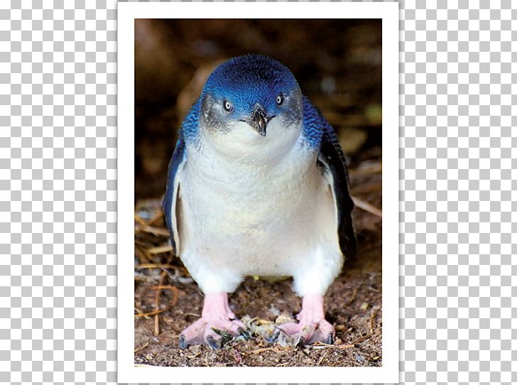 Little Penguin Bird Stock Photography Antarctica PNG, Clipart, Animal, Animals, Antarctica, Beak, Bird Free PNG Download