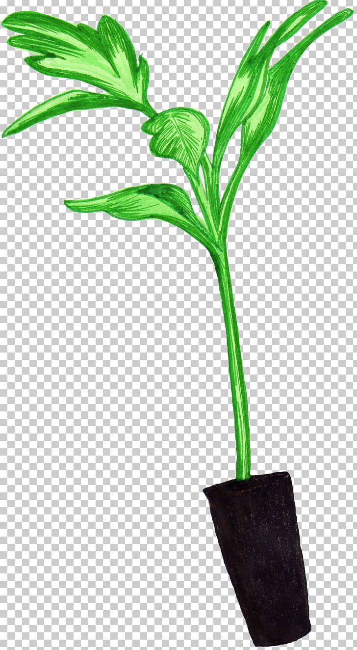 Seedling Leaf Plant Stem Flowerpot Tomato PNG, Clipart, Actionscript, Adobe, Flash Gallery, Flower, Flowerpot Free PNG Download