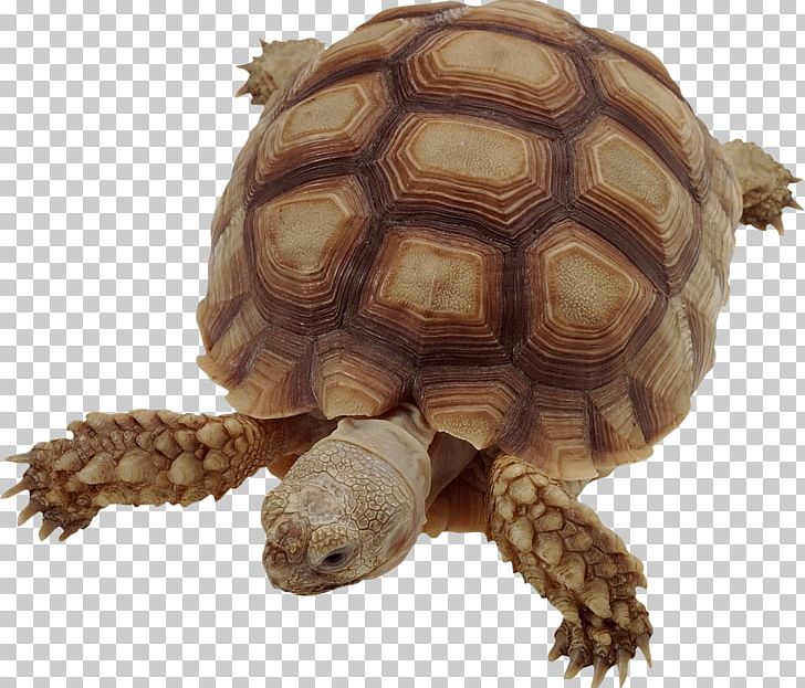 Vertebrate Turtle Insect African Spurred Tortoise Animal PNG, Clipart, African Spurred Tortoise, Ani, Animals, Biology, Box Turtle Free PNG Download