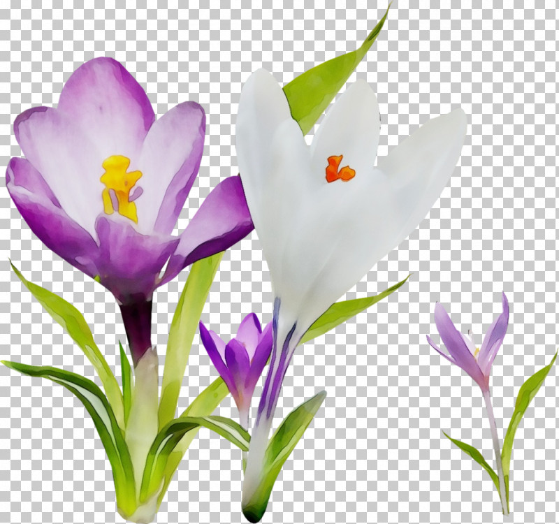 Flower Cretan Crocus Crocus Tommie Crocus Plant PNG, Clipart, Cretan Crocus, Crocus, Flower, Iris Family, Paint Free PNG Download